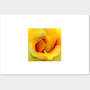 Yellow Rose Macro Posters and Art